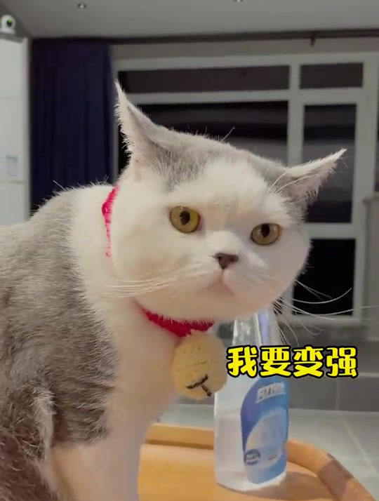 小猫咪能有多励志?为了当老大 刘海每天都在朝着自己的梦想努力