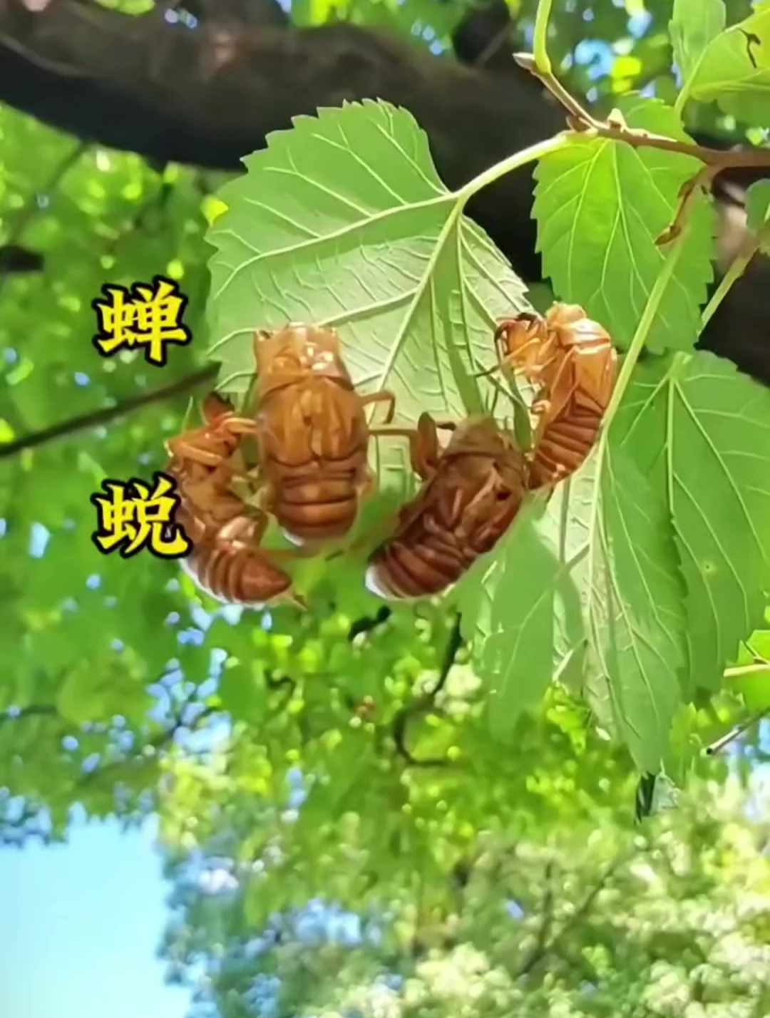 这个珍贵的宝贝真的很难找~蝉蜕