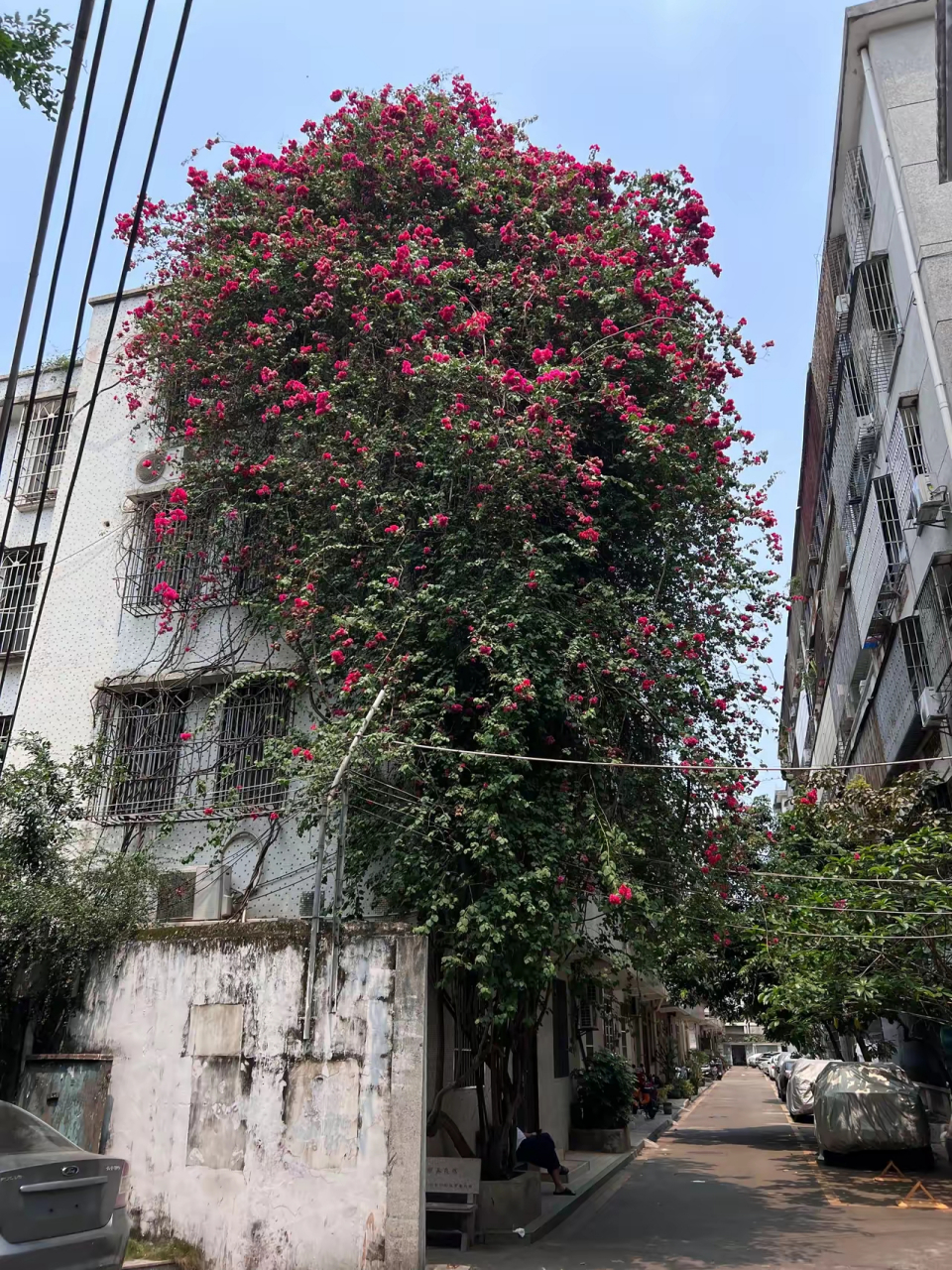 四层楼高的三角梅 北方的草啊藤啊,人们总说它顽强生长.