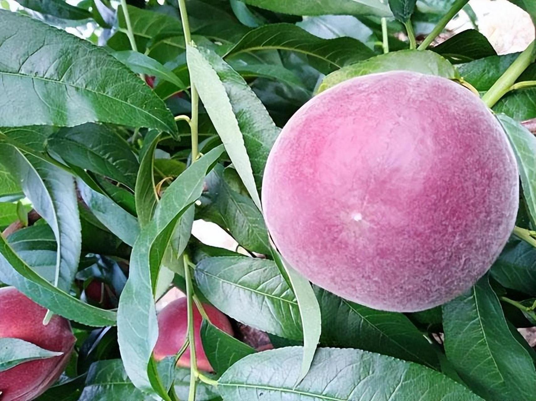 黑桃皇后是一种野生水果,具有丰富营养和独特口感,因产量少而价格昂贵