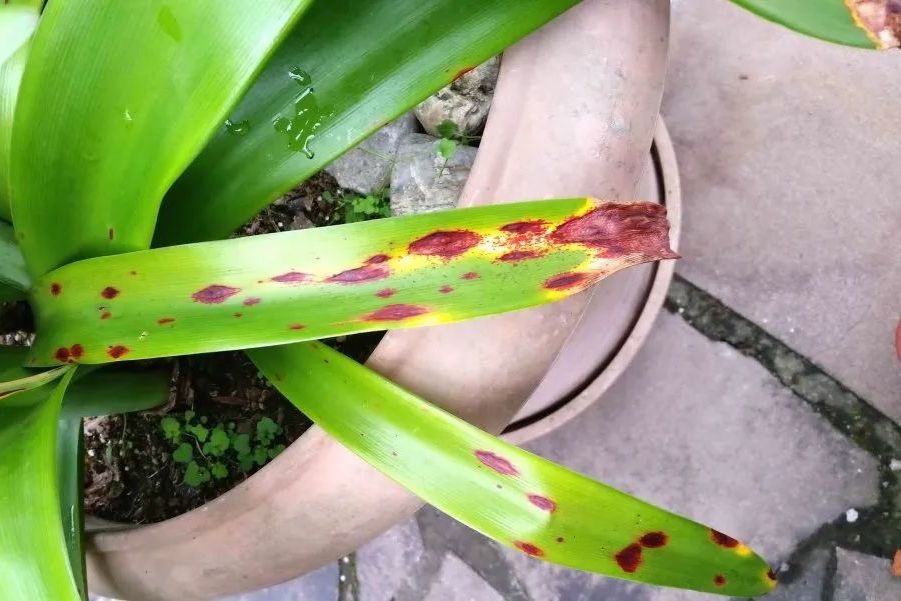 红斑病由真菌引起,可用药剂防治;花叶病由病毒引起,无法根治,需隔离