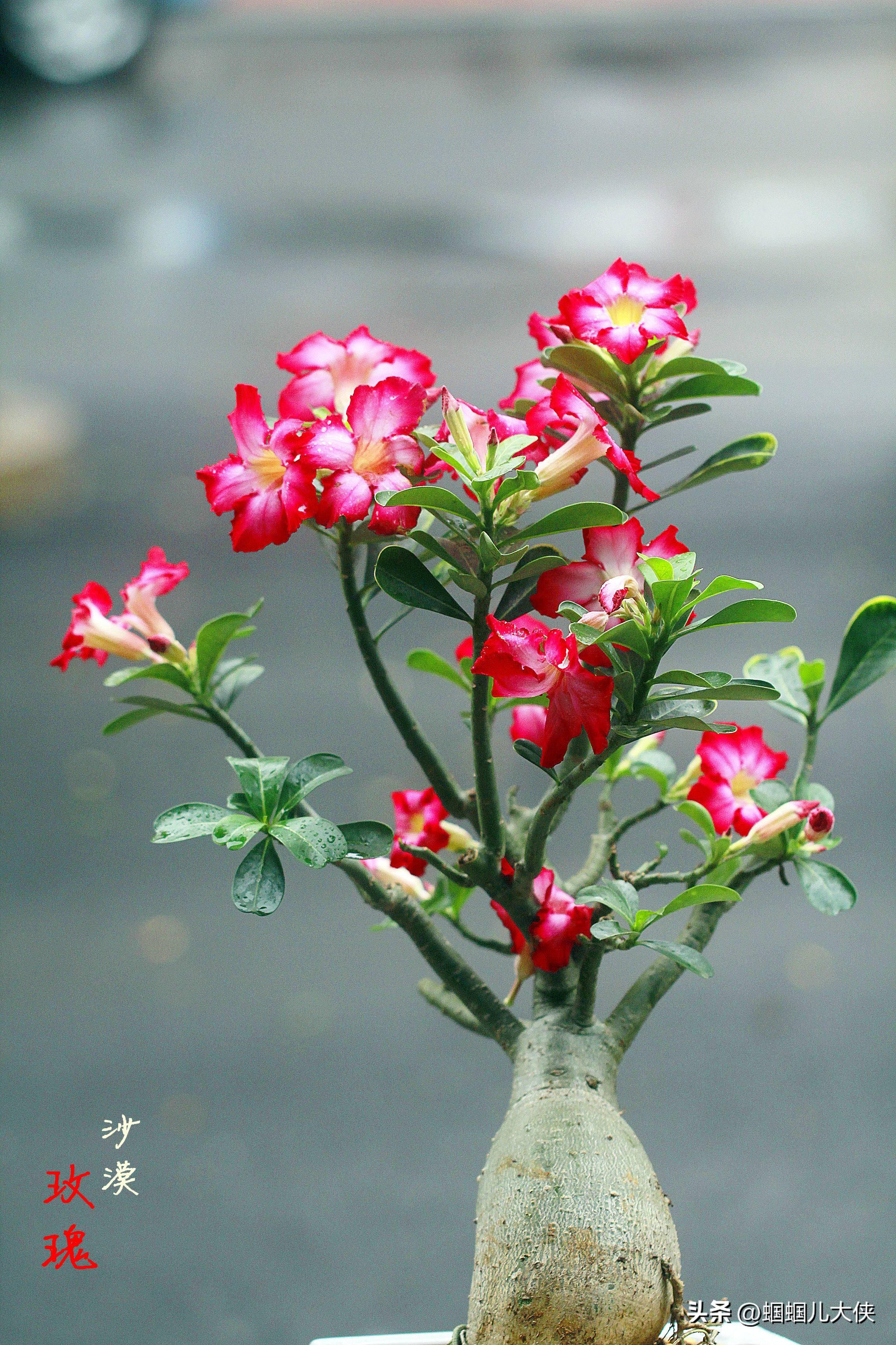 沙漠玫瑰沙漠玫瑰有很多的矮化品种,做成盆栽盆景,价格也是比较昂贵的