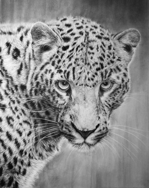 怎么画创意素描动物