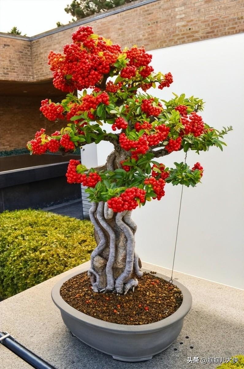 10种每家必备"镇宅花",家里摆一盆,寓意美好