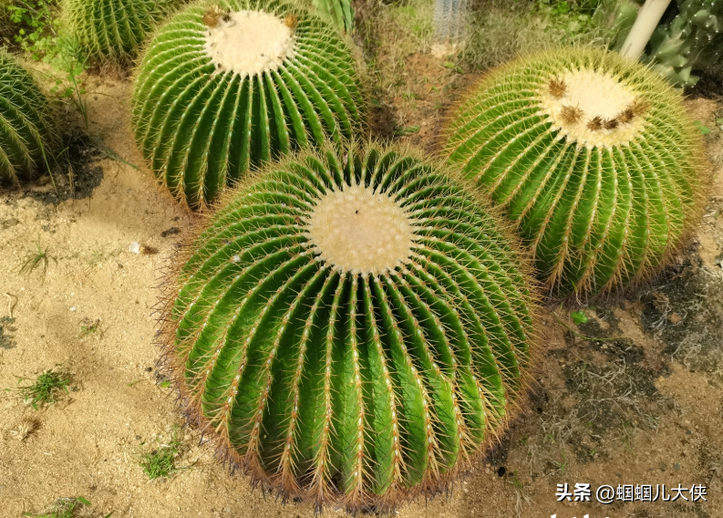 金虎金虎喜欢生长在沙质的土壤里面,这一点和仙人掌有一些相似.