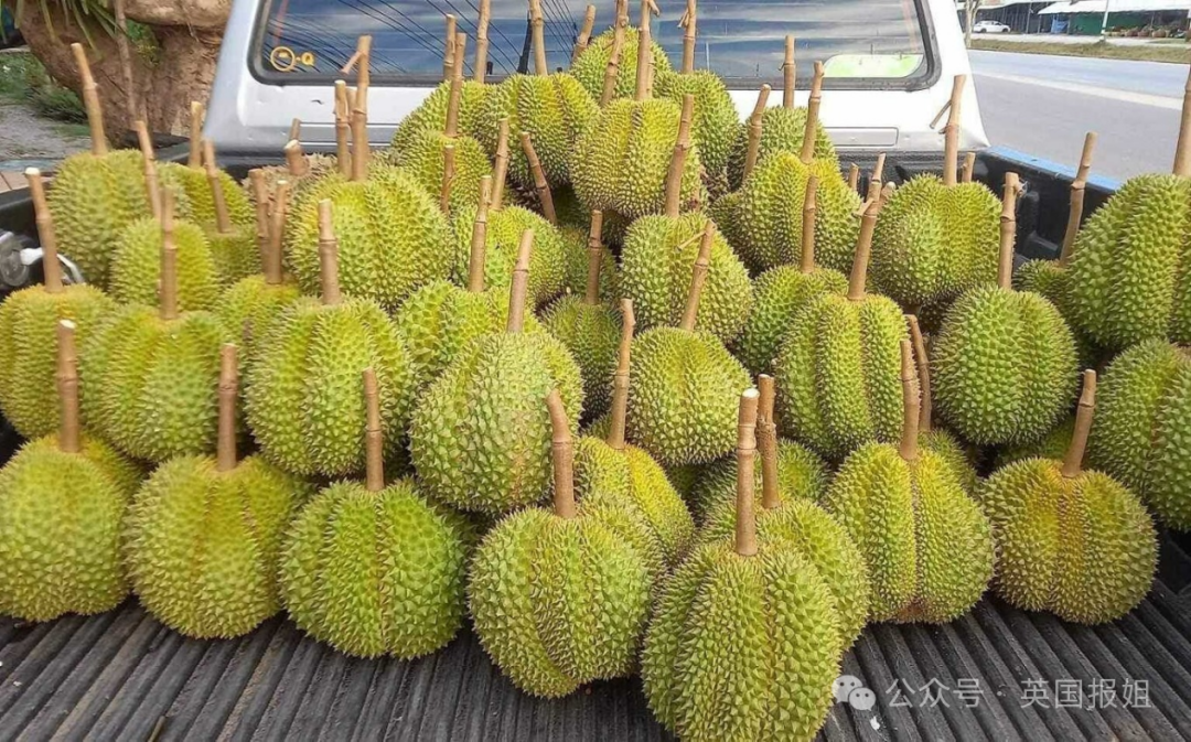 中国人狂炫榴莲吃光泰国,越南趁虚而入:想吃多少我们种多少!