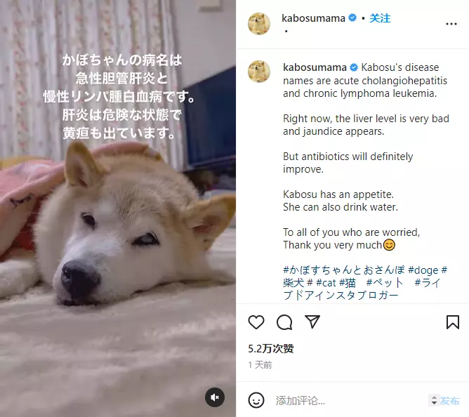 世界知名柴犬kabosu于日本去世,生前"doge"表情包火爆互联网