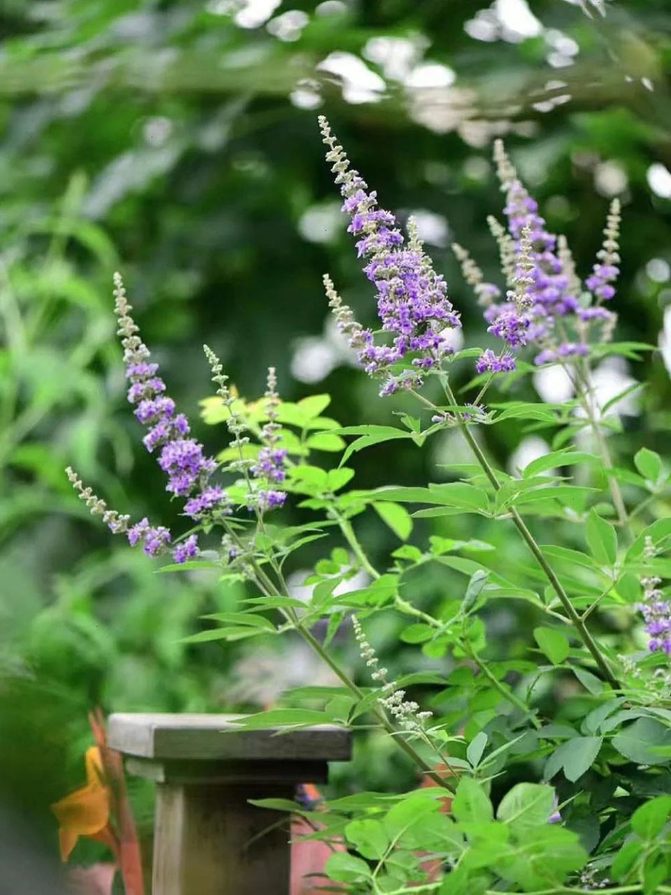 穗花牡荆喜光,耐寒耐热,适应性强,观赏价值高,常用于庭院美化.