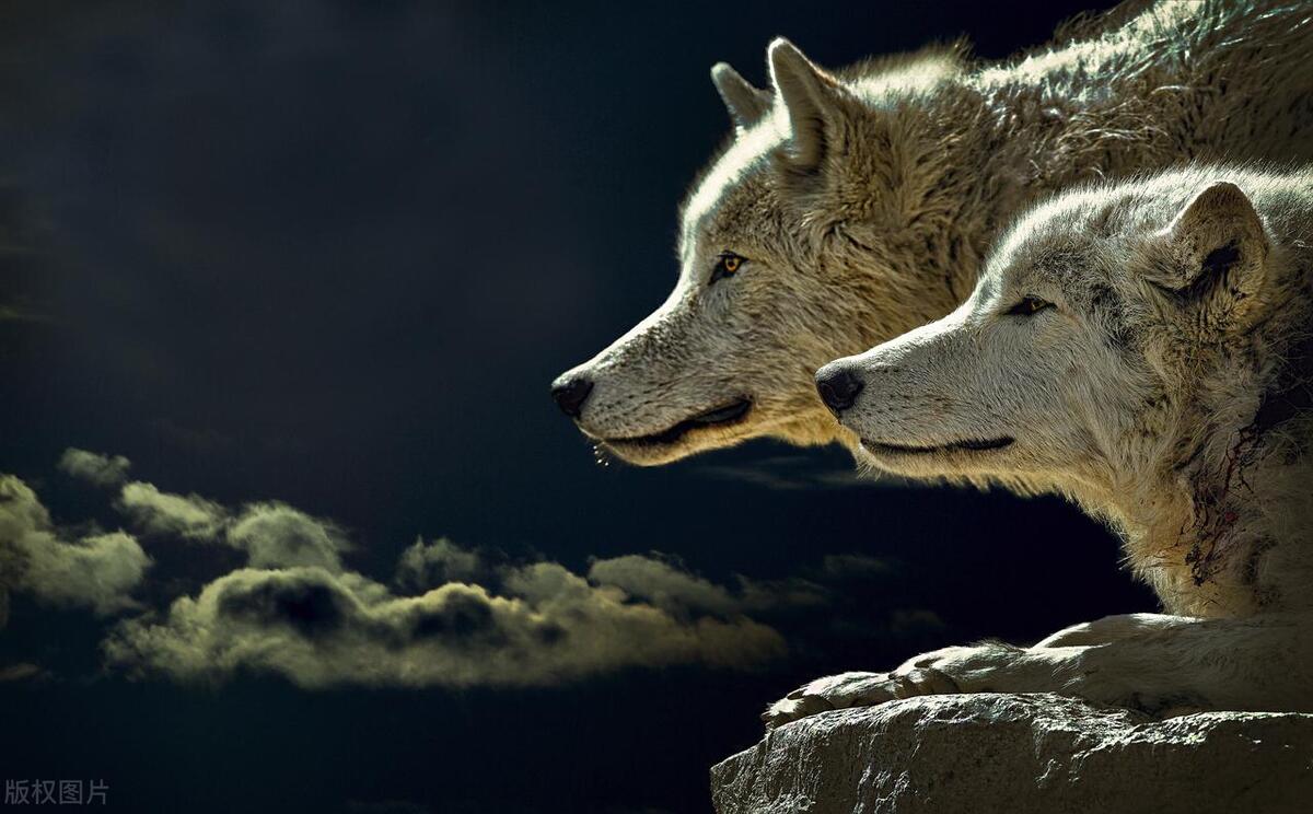 三少年狼口夺猪,狼群反击,孩子机智上树险陷绝境|少年故事