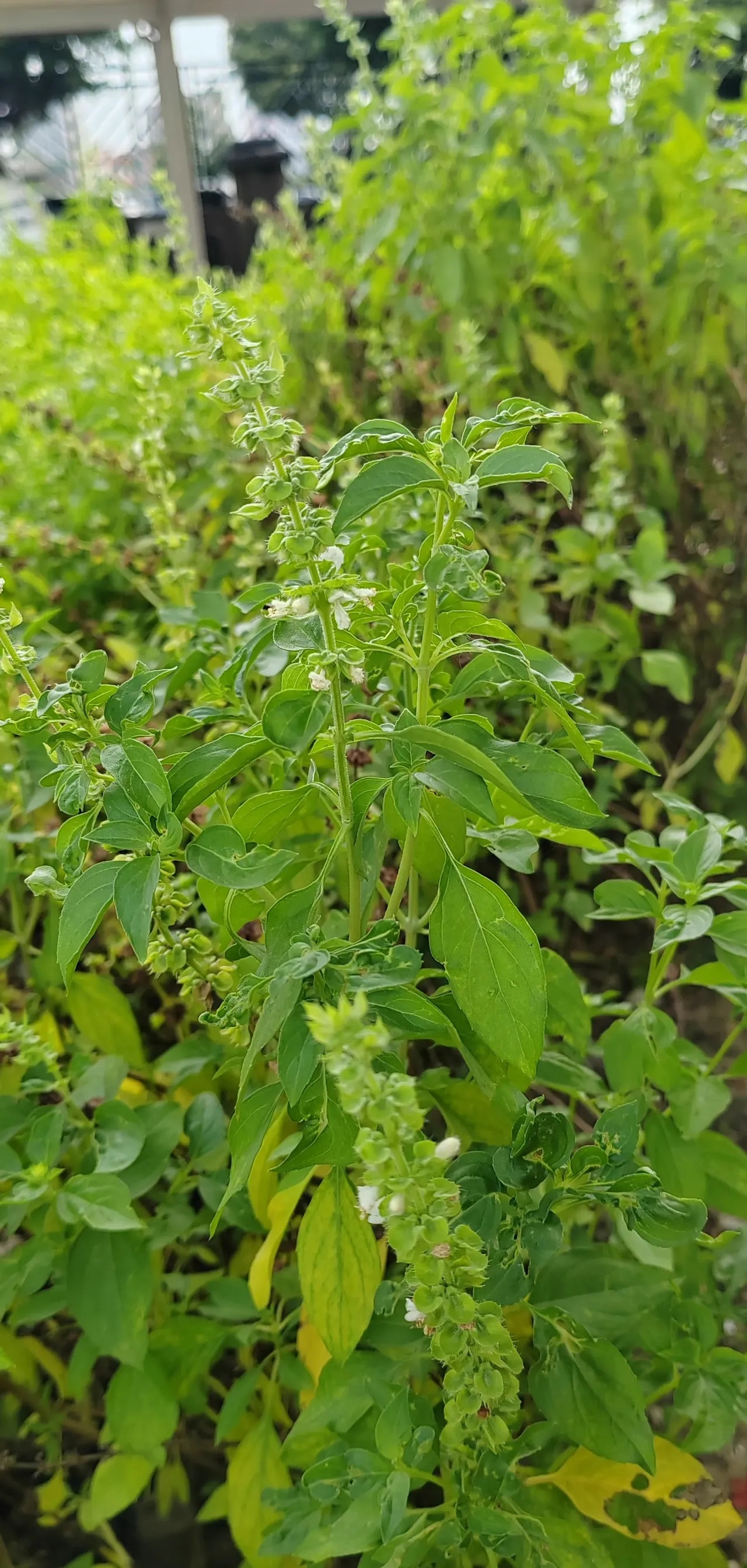 手痒摘了两片叶子,后来无意中闻到一股味道,像五香粉的味道