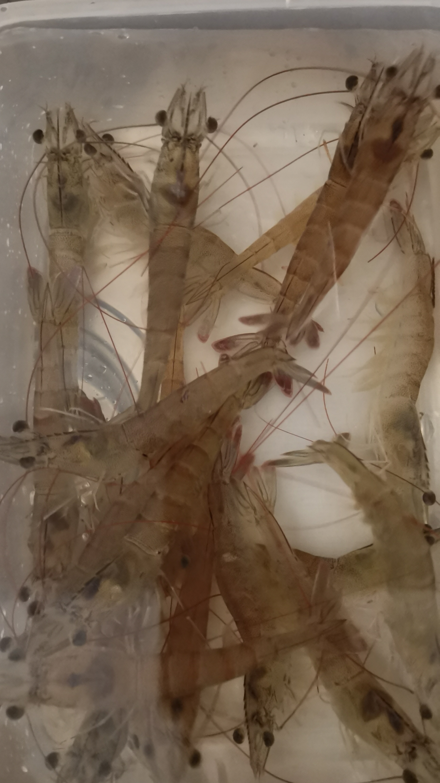 空气炸锅烤虾,贼香!快来试试吧!懒人食谱! 1.把虾洗干净; 2.