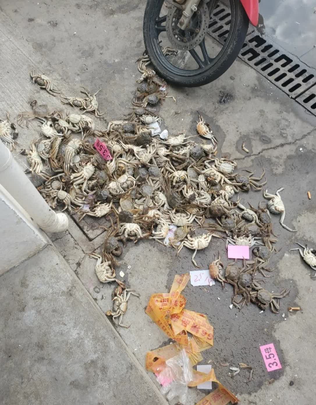 死螃蟹,虽然已经停止了呼吸,但它们的价值并未完全消失.