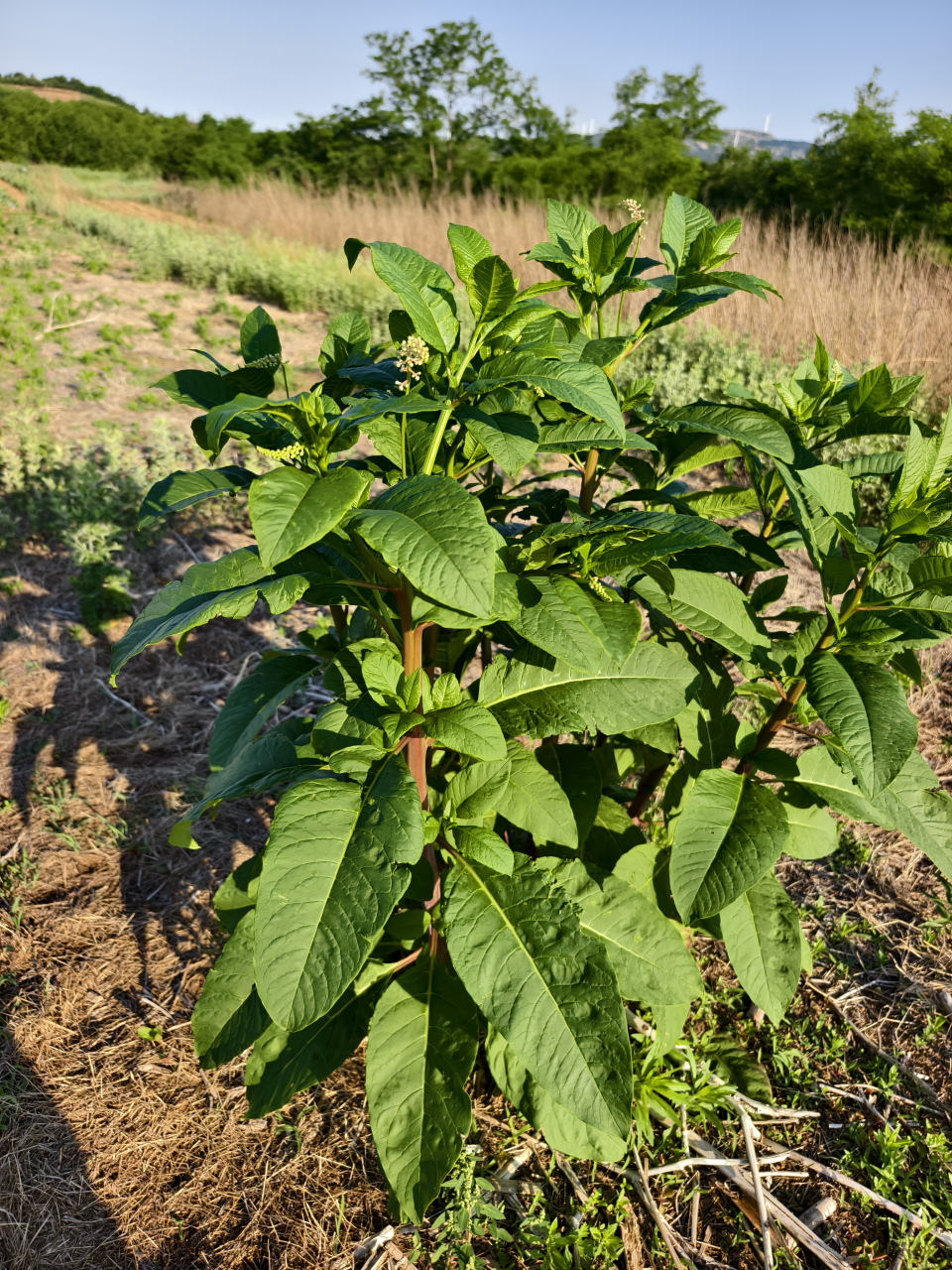 第三种有认识的吗?