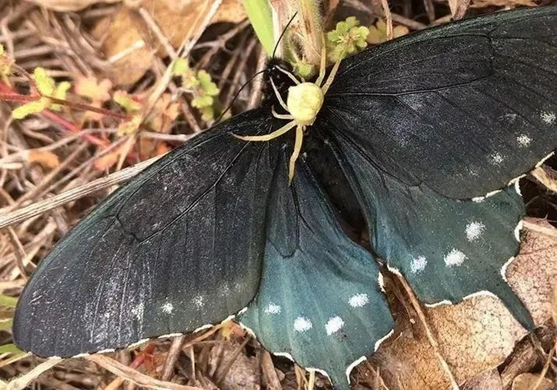 小蜘蛛捕食大蝴蝶,大老鼠