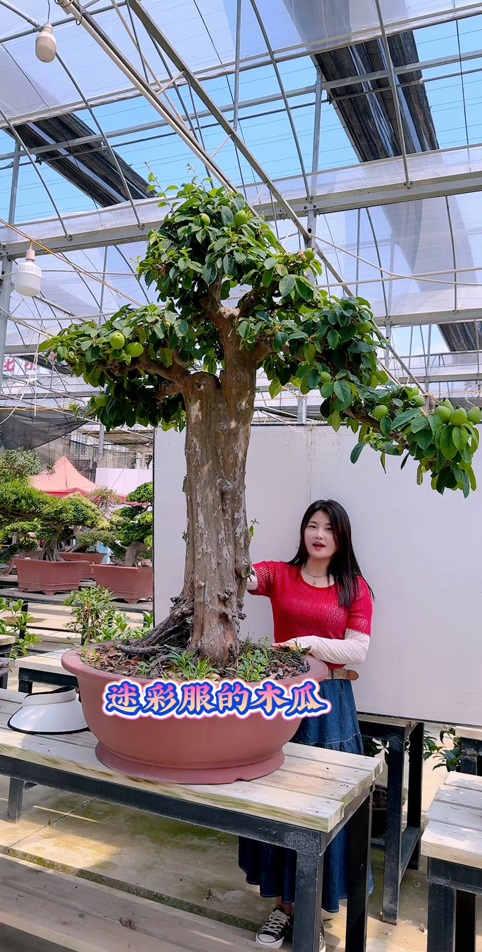 老桩木瓜盆景庭院景观盆景艺术