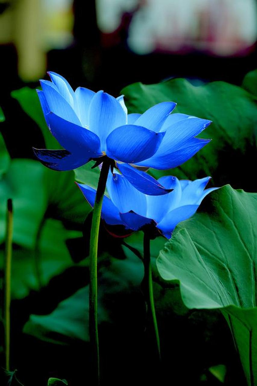 分享蓝色莲花图片.