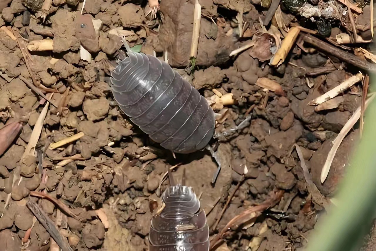 淡水鱼类小瓜虫病防护技术