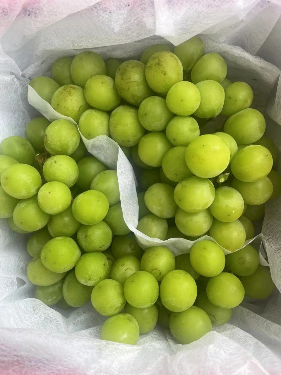 香印青提  ‼️特点:甜度很好,香味很足,新鲜度,硬度,完美,小颗粒