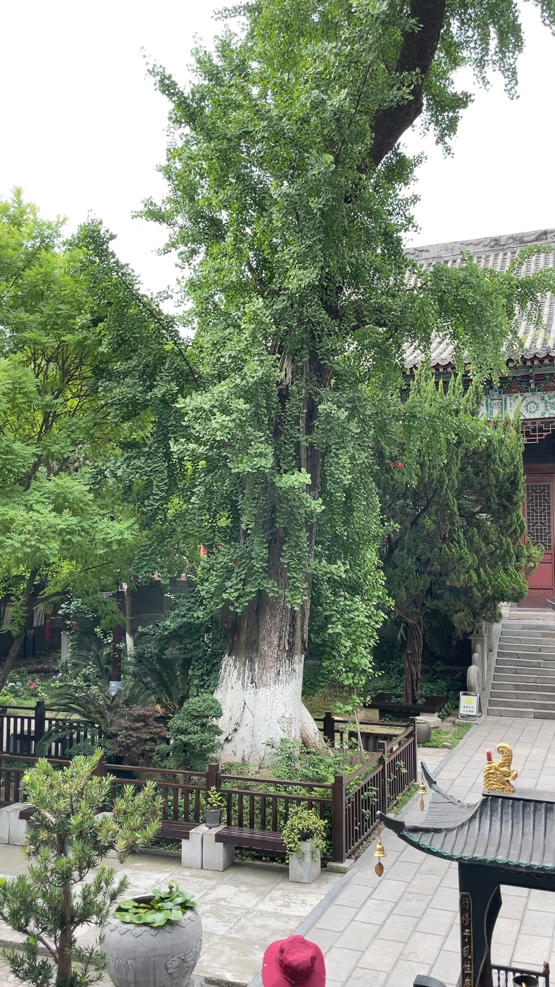 荆州关帝庙的一颗629年的银杏树