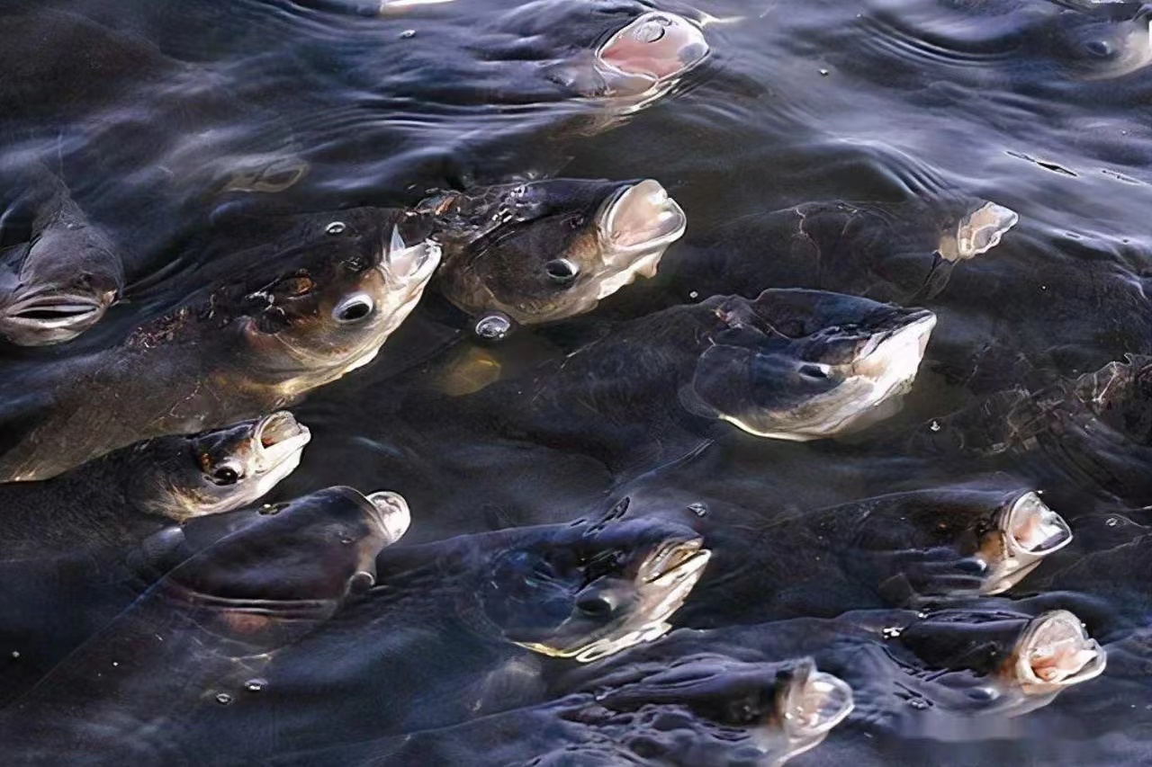 鱼类缺氧浮头的症状