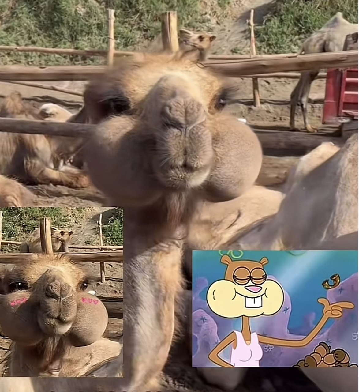 这骆驼腮帮子怎么那么大啊?是吃东西没嚼完吗,好像两个大包啊.