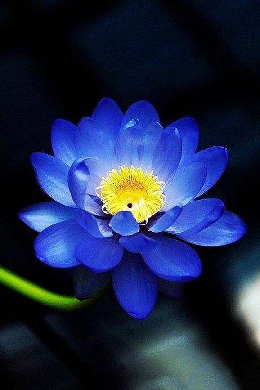 分享蓝色莲花图片.