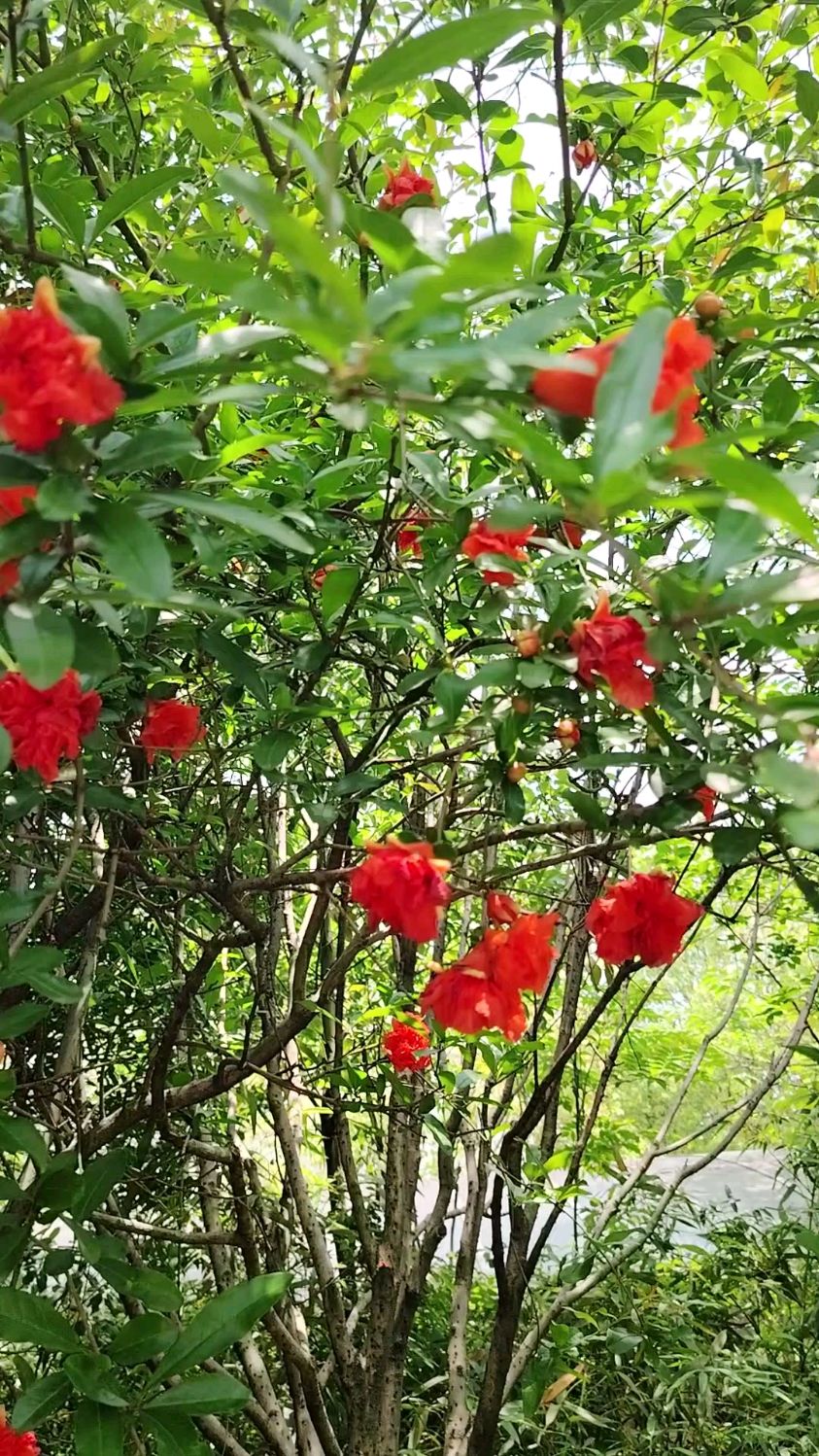 石榴花几点开图片