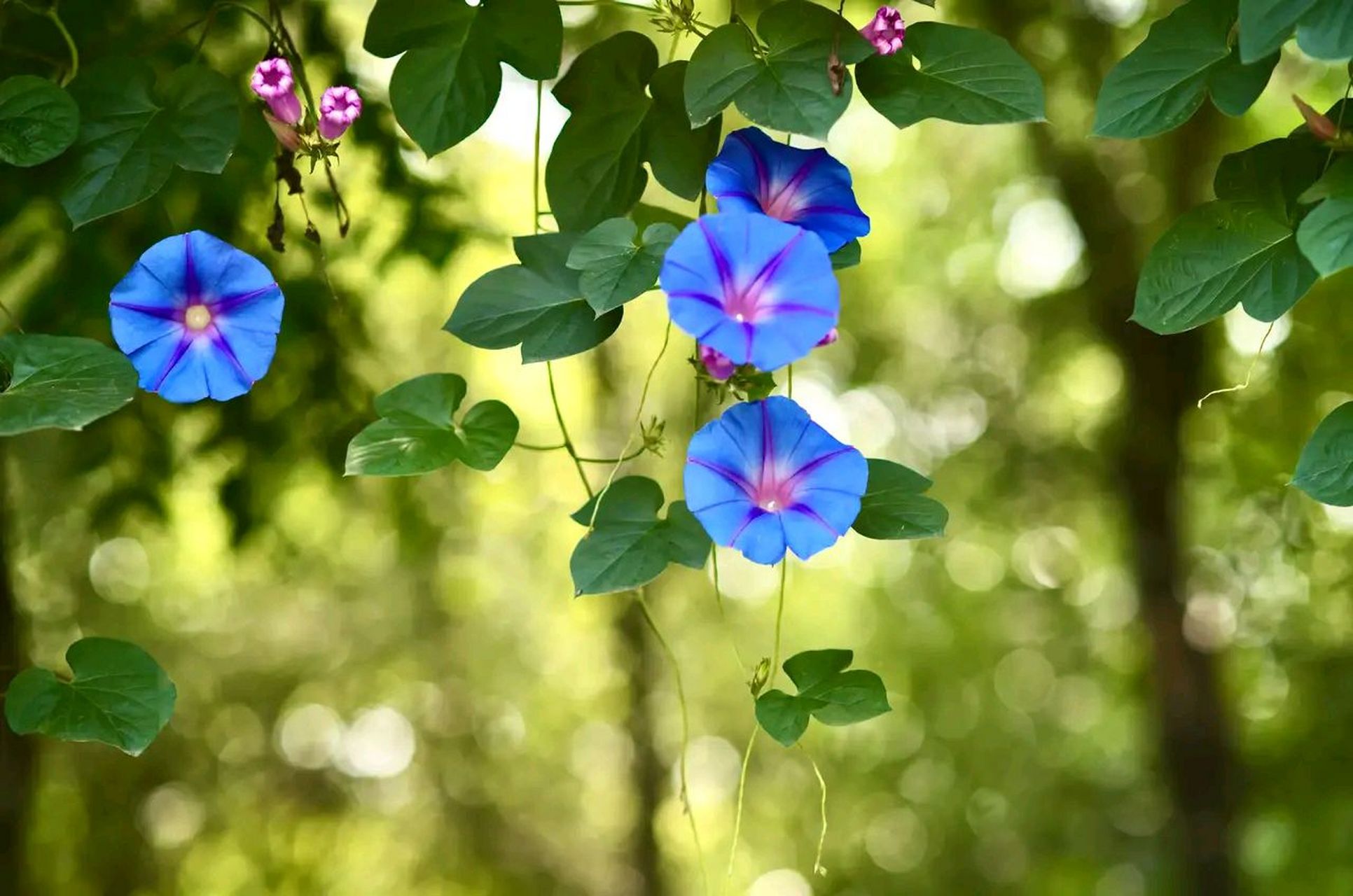 牵牛花为什么叫牵牛花图片