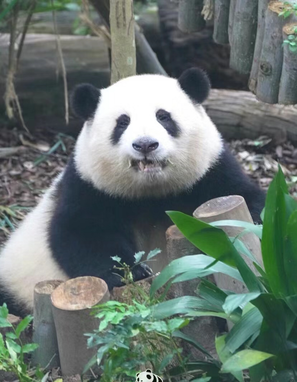 鲶鱼花! 感觉花花下一秒又开始骂骂捏捏啦[大笑]#动态连更挑战