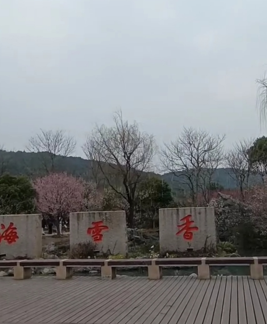 苏州梅花景点香雪海图片