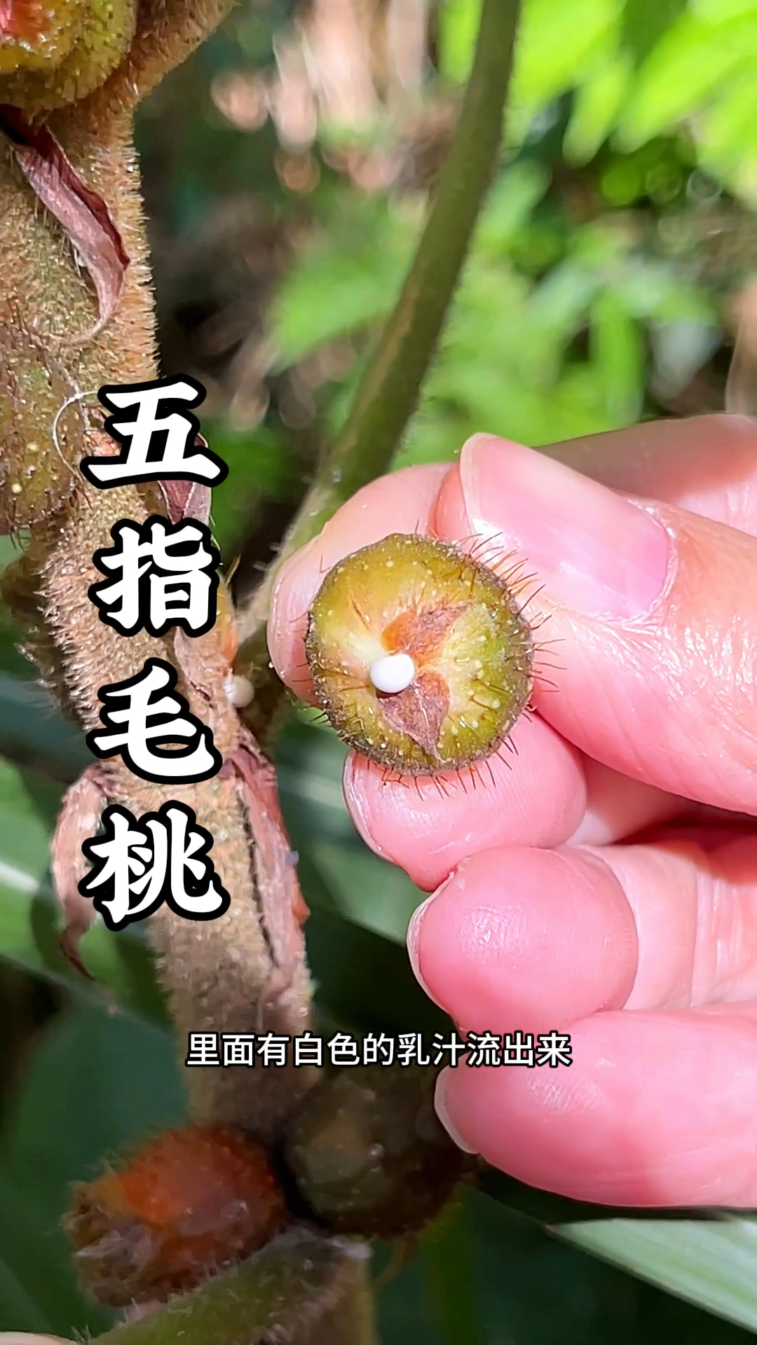 毛桃有分三指,五指,七指和九指的,统称为五指毛桃-度小视