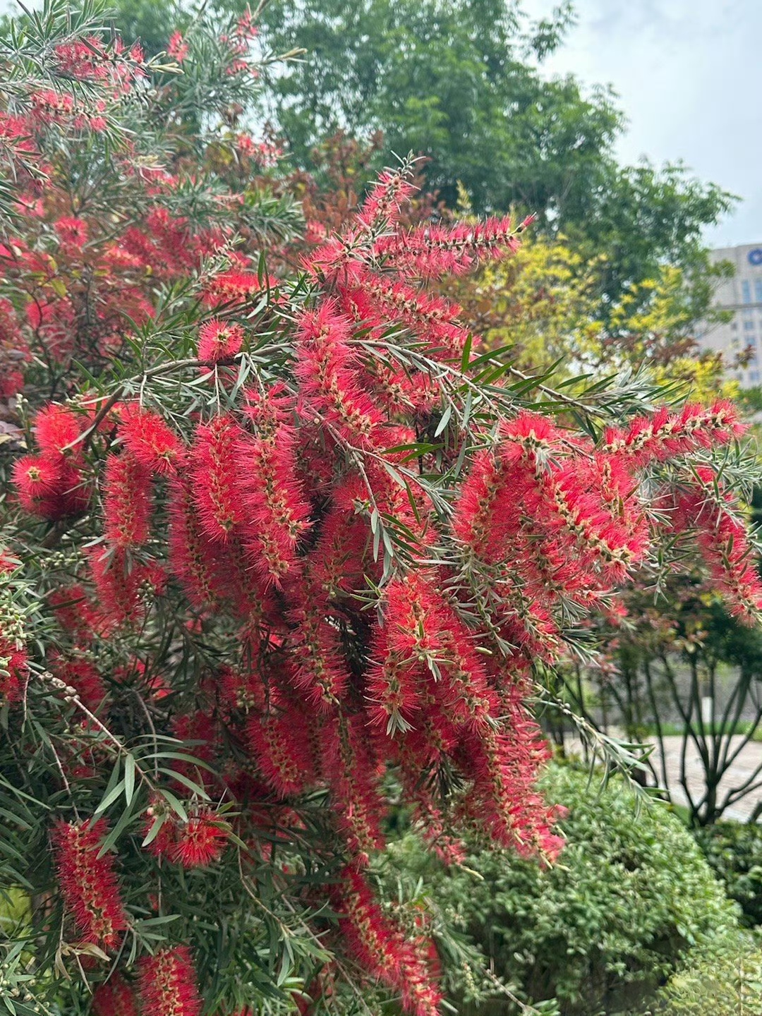 《串钱柳》 垂枝红千层,花开如流梳