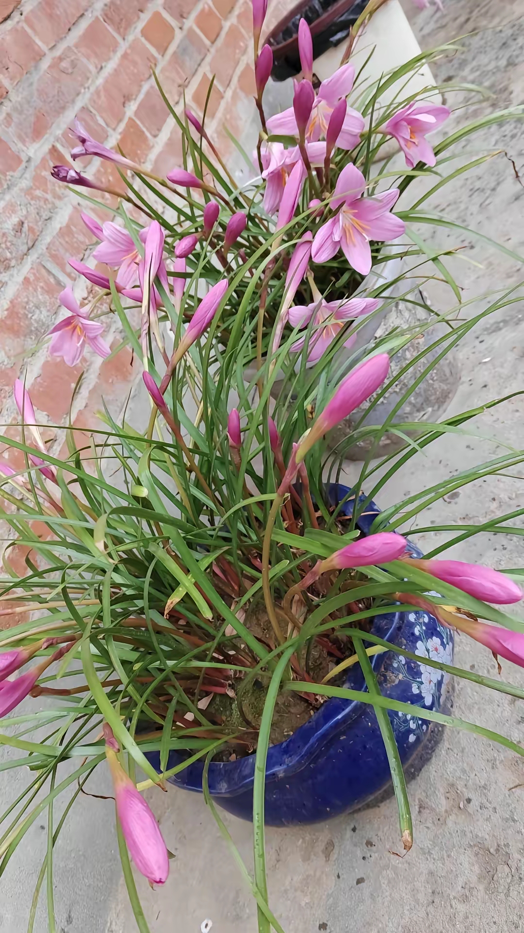 风雨兰图片真实图片