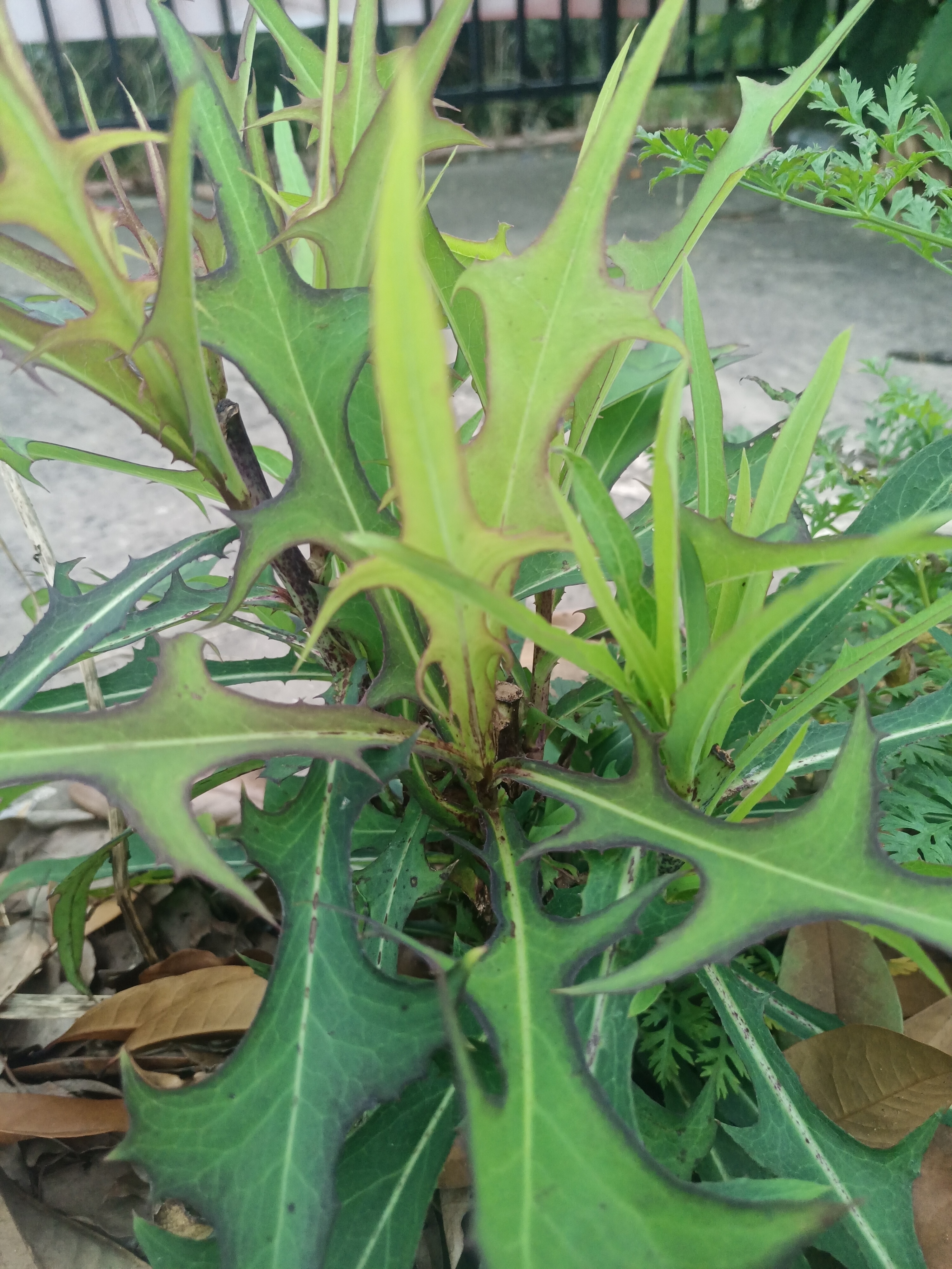在单位的空地上,发现这种野菜,这是蒲公英吗?但没看到花蕾或者开花.