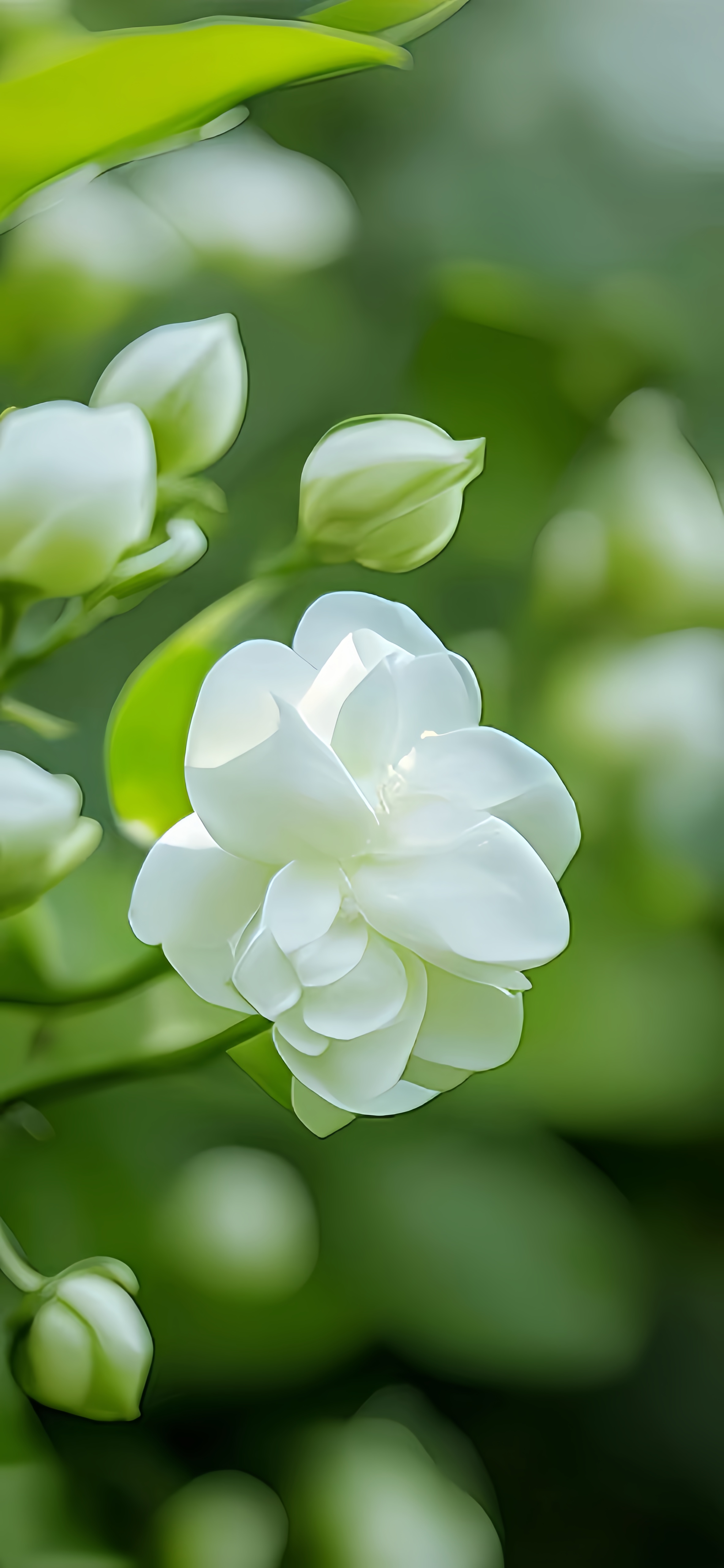 壁纸分享/茉莉花