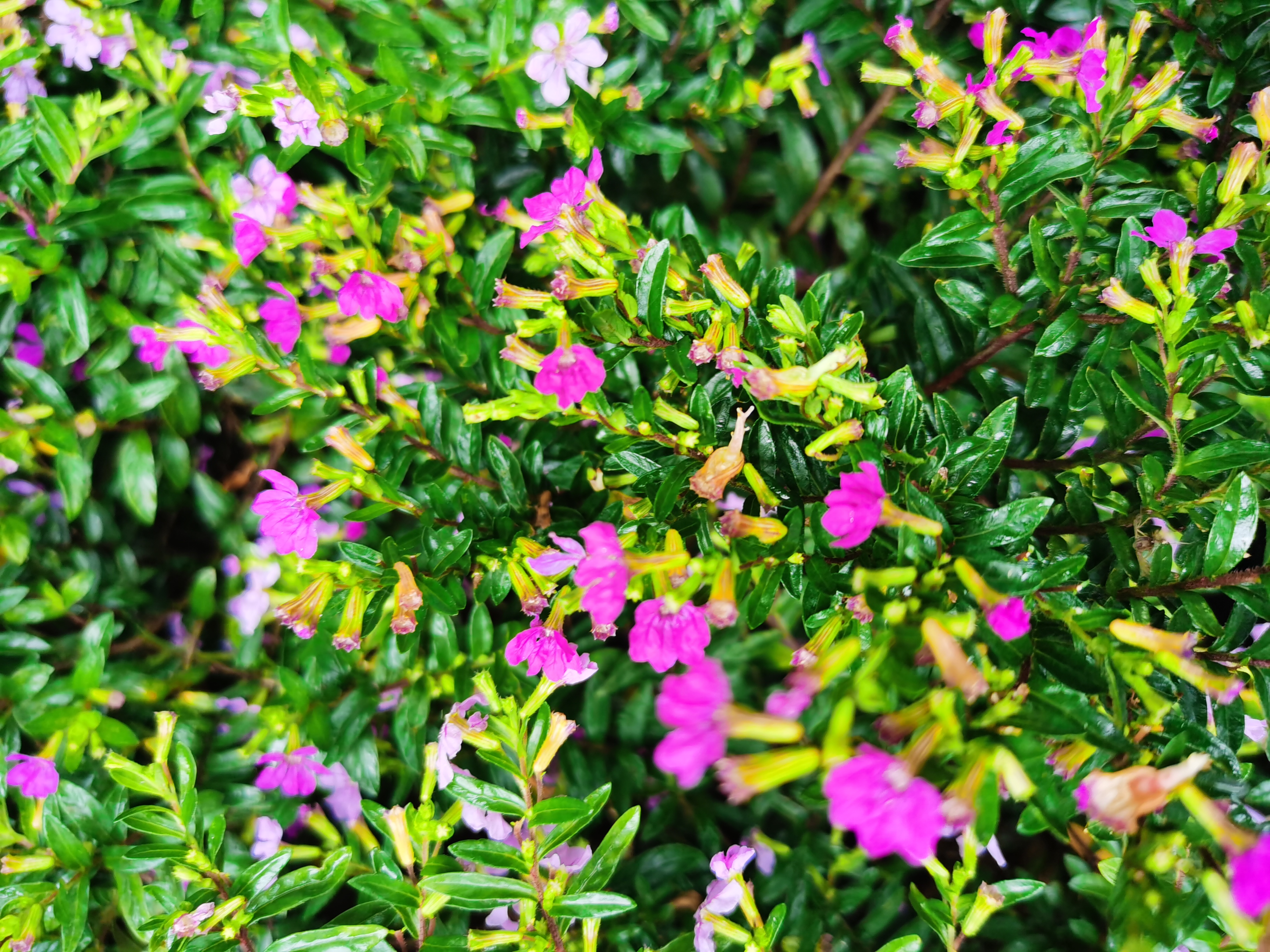 萼距花,又称"紫雪茄花",十多年前我曾经在家里养过一盆,只是那会儿不