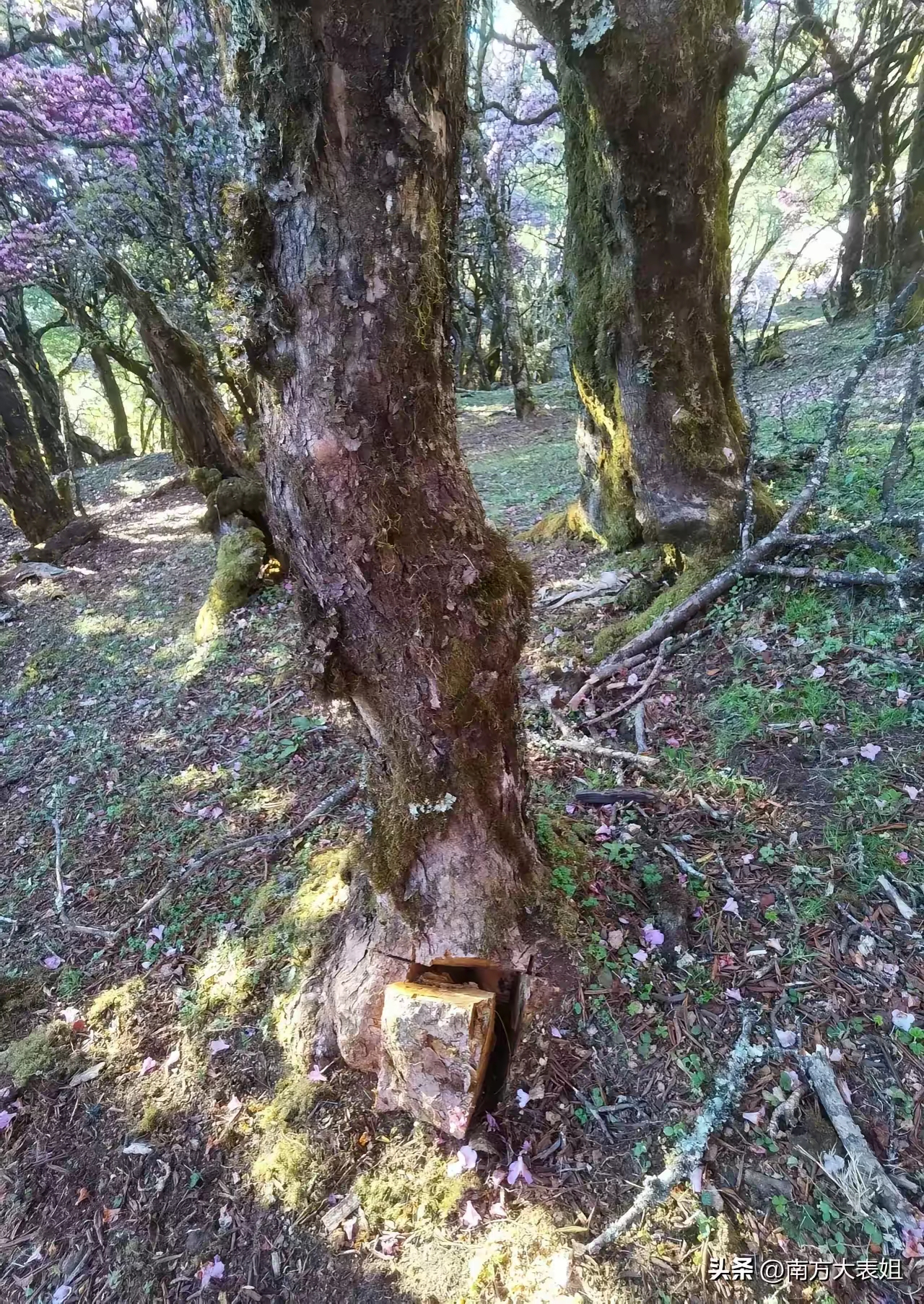 在经过一片树林的时候,发现很多树木被人砍了一二块,这些被取走的木头
