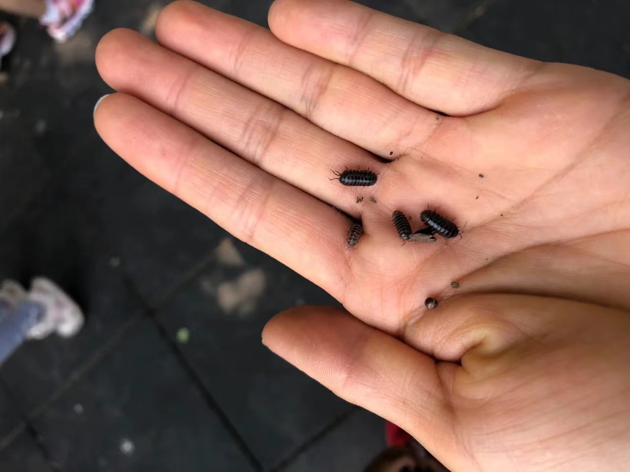 淡水鱼类小瓜虫病防护技术