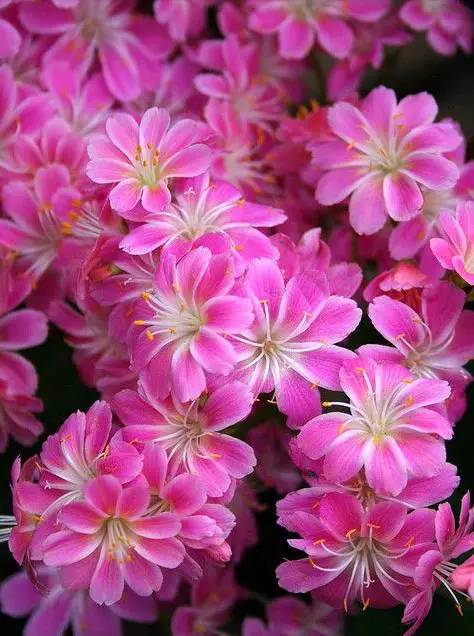 揭秘露薇花:多年生花卉的绚丽之旅