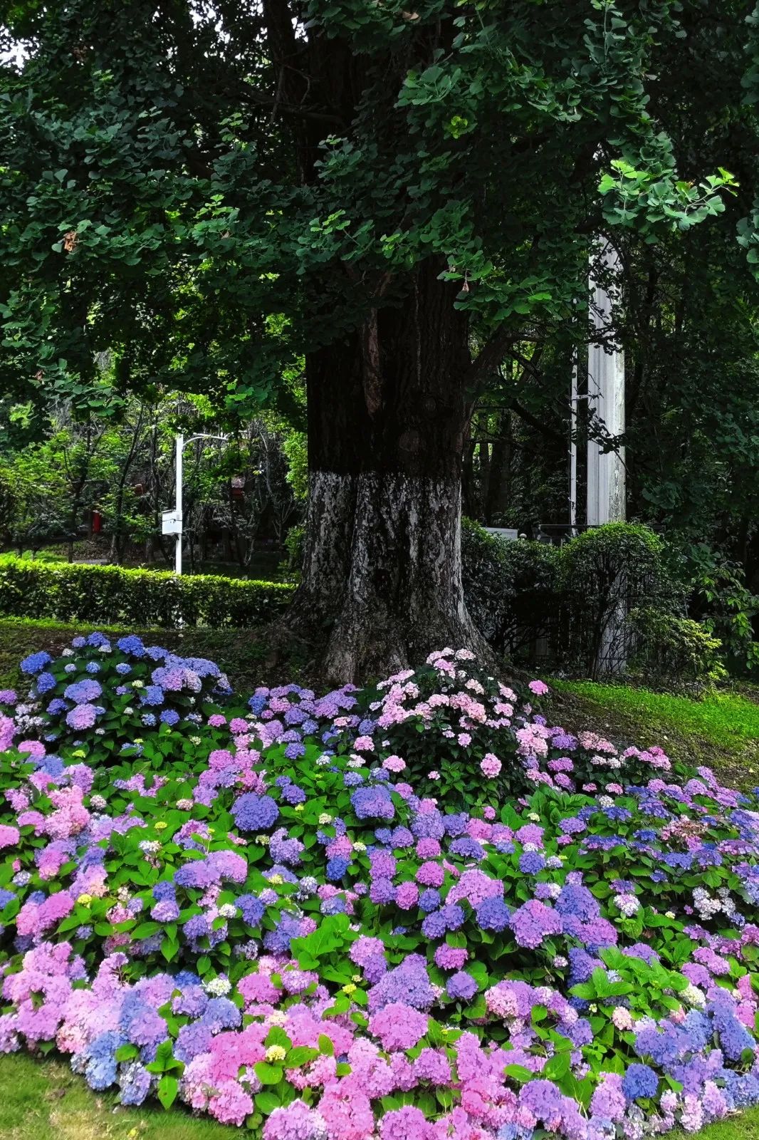 夏天公园里的花图片