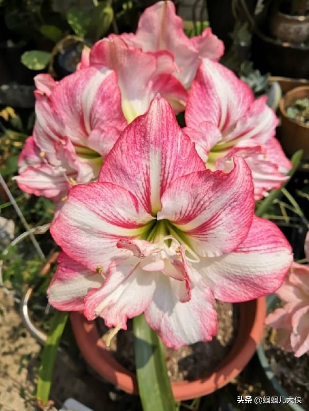 20款朱顶红品种大全,每一种都美得很惊艳