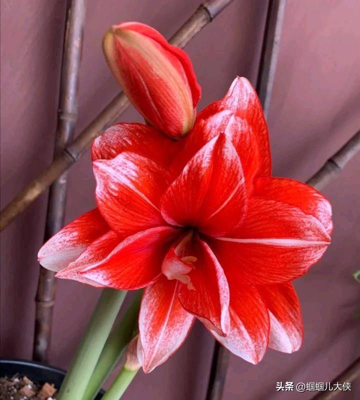 20款朱顶红品种大全,每一种都美得很惊艳