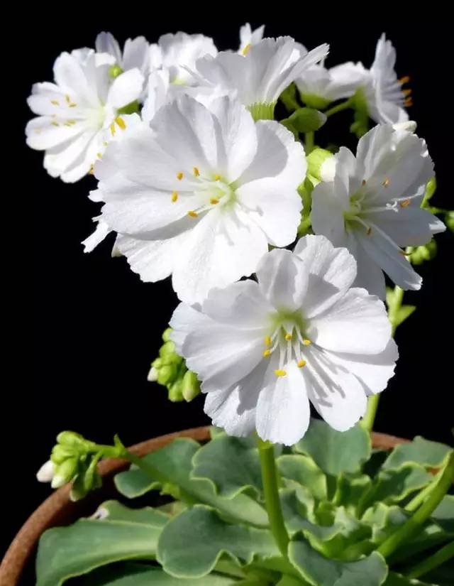 揭秘露薇花:多年生花卉的绚丽之旅