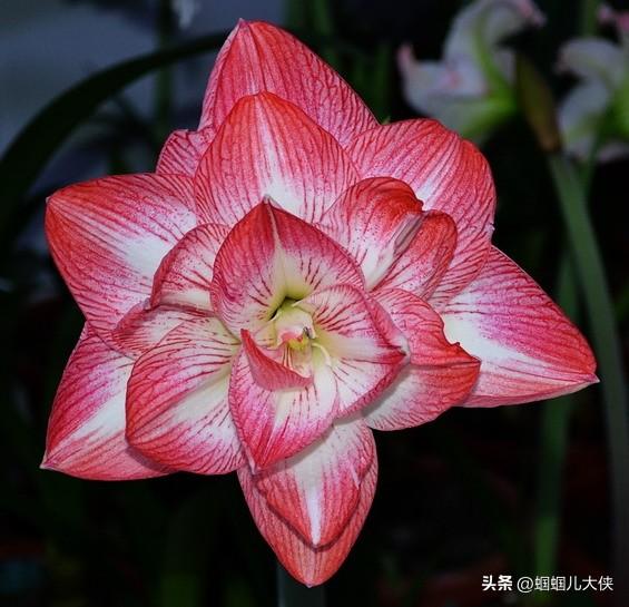 20款朱顶红品种大全,每一种都美得很惊艳