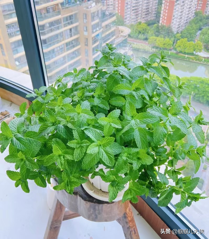 17种适合阳台种植的植物,既实用美观又好看好吃,关键是好养