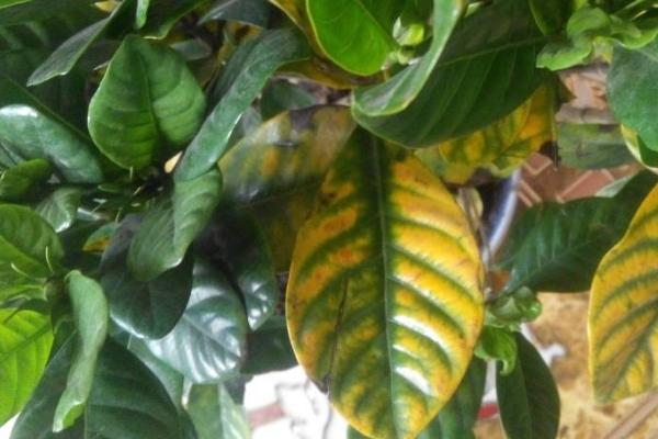 栀子花叶子发黄怎么办,找准原因对症治疗