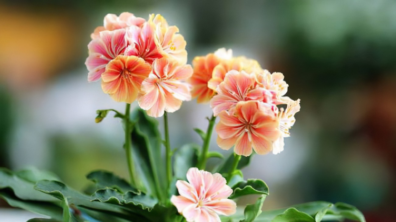 揭秘露薇花:多年生花卉的绚丽之旅