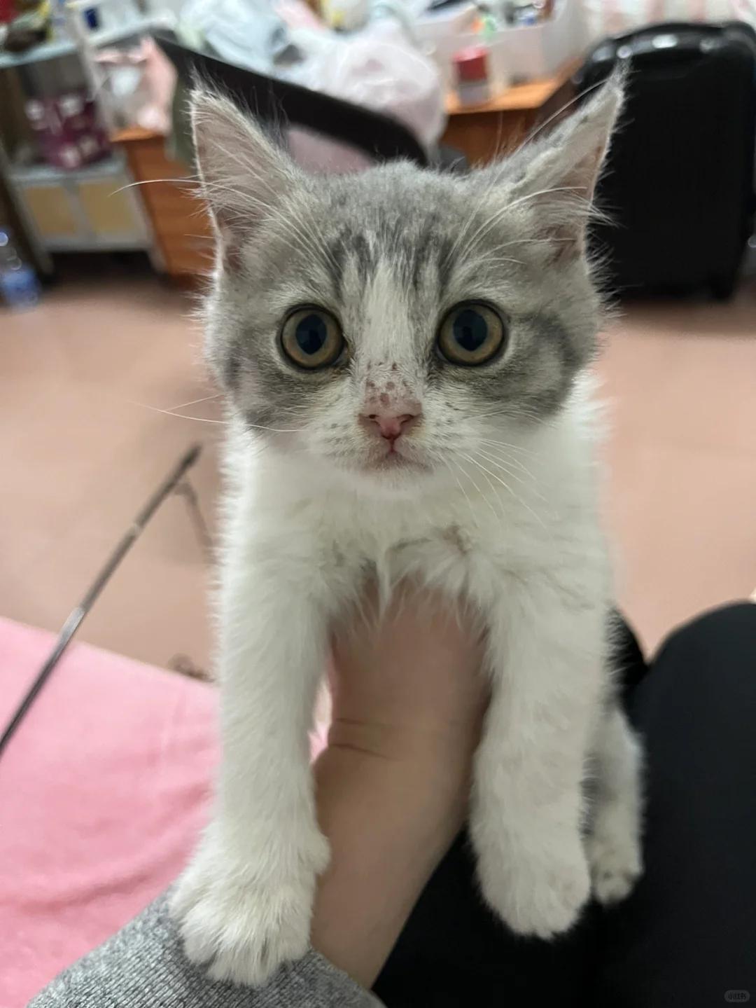 如何判断猫咪奶癣已康复,并有效防止传染?全面指南来了!