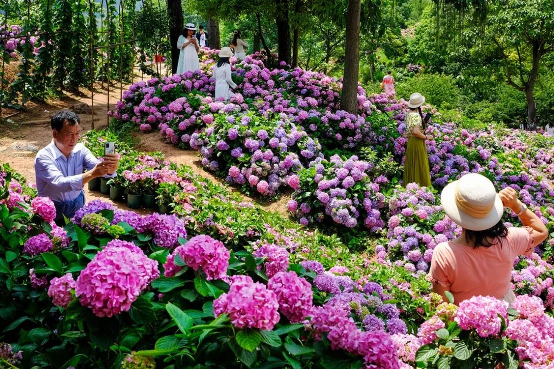 初夏,黔南布依族苗族自治州惠水县好花红乡村旅游景区的桔乡花海山体