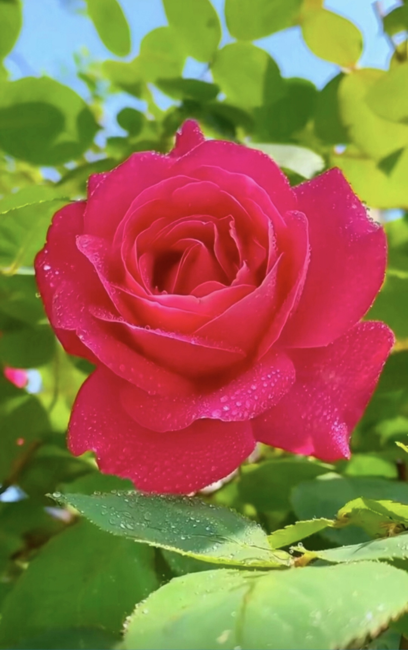 在月季花的美丽中,感受到大自然的无尽魅力,它们将每一个季节都装点得